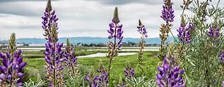 Lupine flowers in Alviso Marsh, San Jose, California