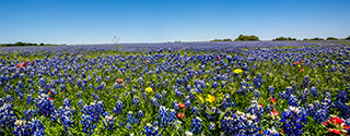 Texas Bluebonnet flowers