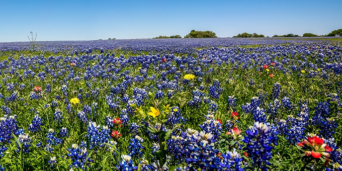 Texas Bluebonnet flowers