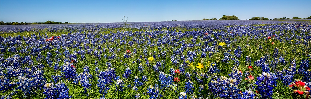 Texas Bluebonnet flowers