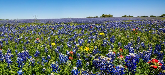 Texas Bluebonnet flowers