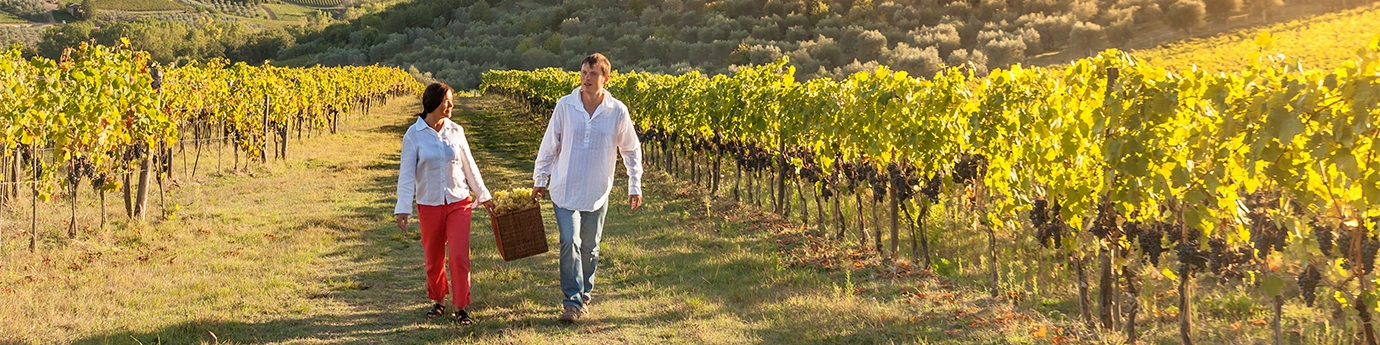 Man and woman carrying a basket of grapes together through a vineyard.
