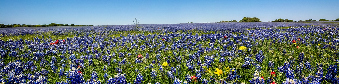 Texas Bluebonnet flowers