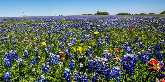 Texas Bluebonnet flowers