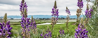 Lupine flowers in Alviso Marsh, San Jose, California