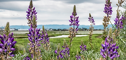 Lupine flowers in Alviso Marsh, San Jose, California