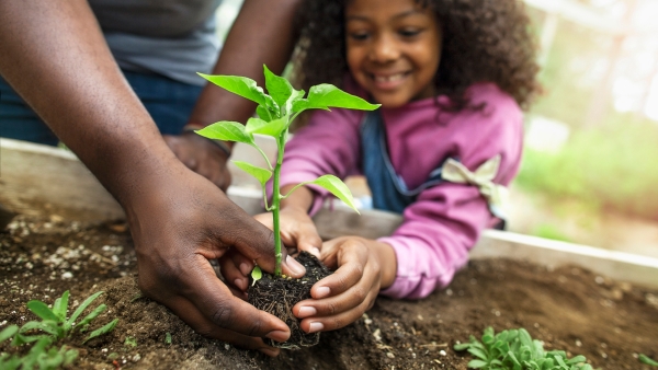 African-American father and daughter holding small seedling at a community garden