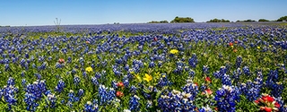 Texas Bluebonnet flowers