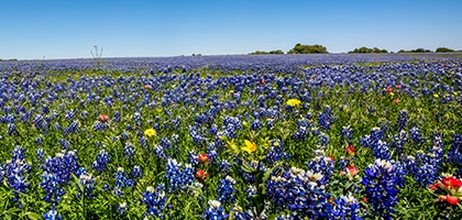 Texas Bluebonnet flowers